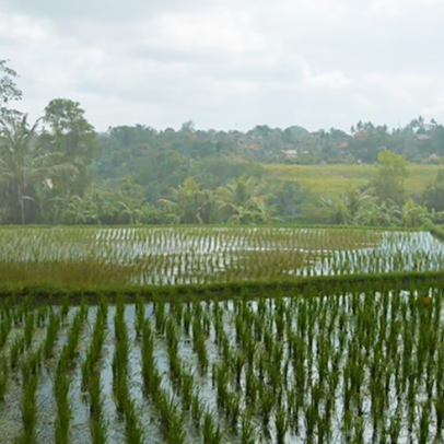 AI Improves Monsoon Rainfall Predictions